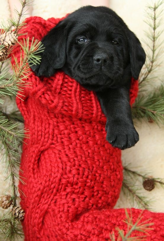 puppy in stocking