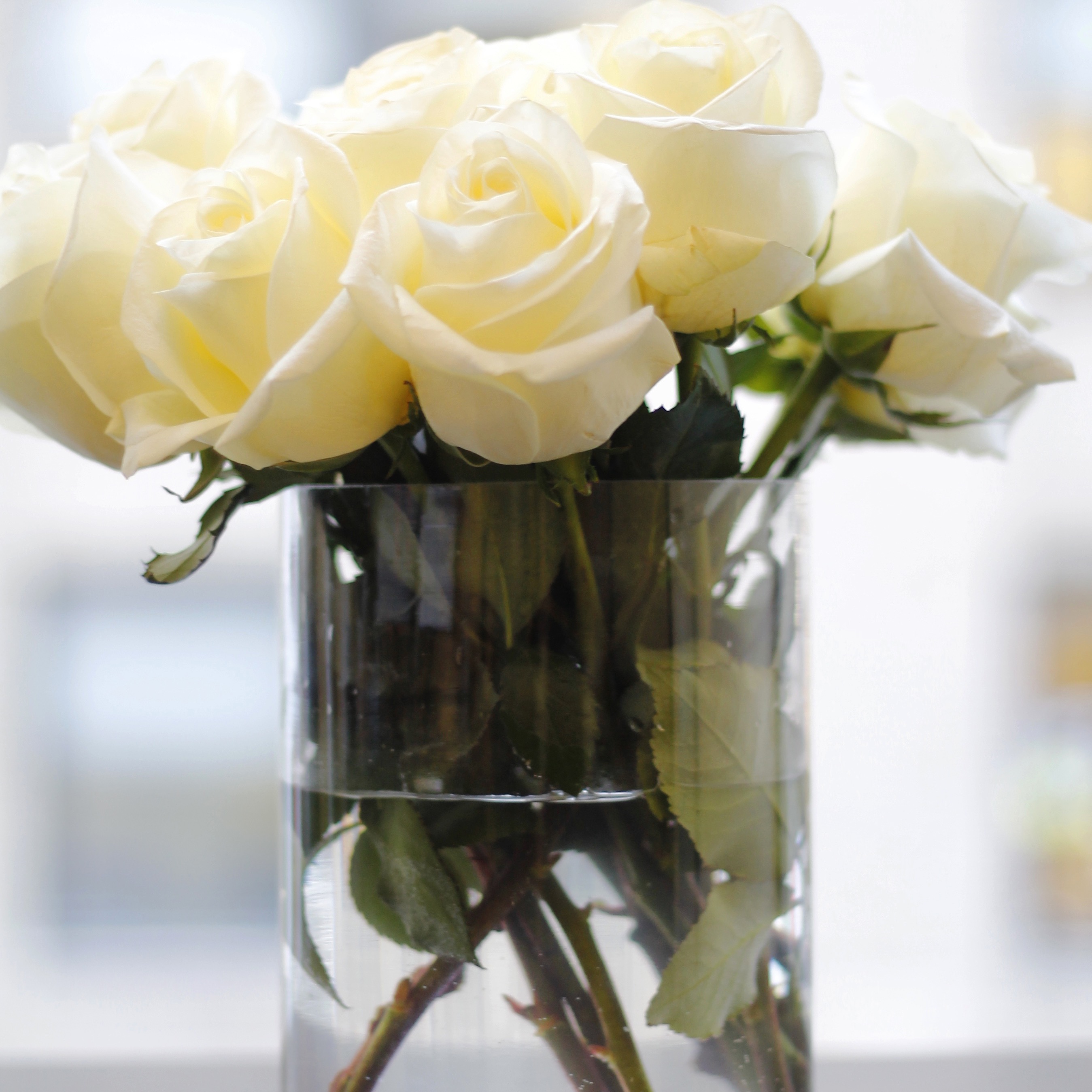 White Roses